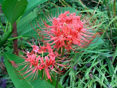 Red Spider Lily