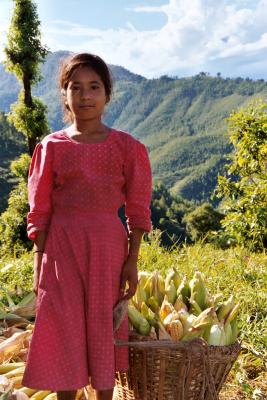 Mosini During the Corn Harvest, Nuwakot