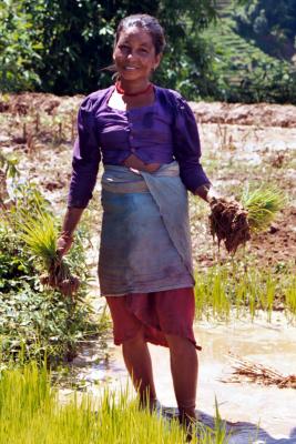 Picking Rice Plants, Siruwari Balami Gau