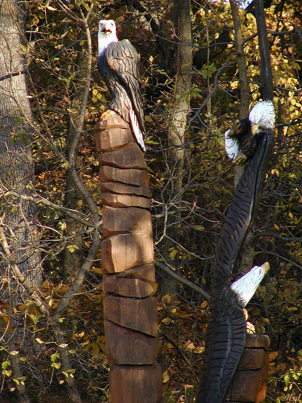 Wooden Eagle2.jpg(303)