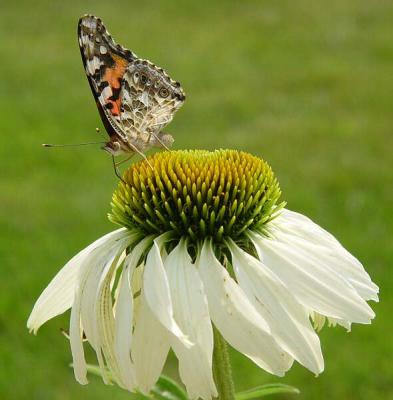 Painted Lady in profile