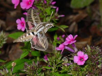Hummingbird Moth or White-lined Sphinx
