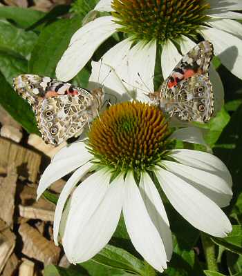 Lepidoptera (Butterflies and Moths)