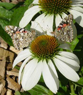 Painted Ladys on a white Coneflower