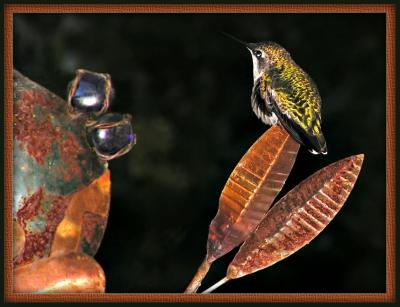 Bird Watching by Tom