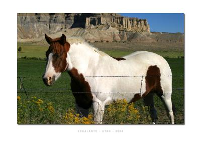 Horse - Escalante, Utah