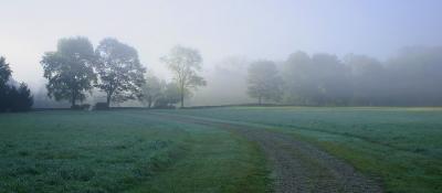 Field in the morning fog, I