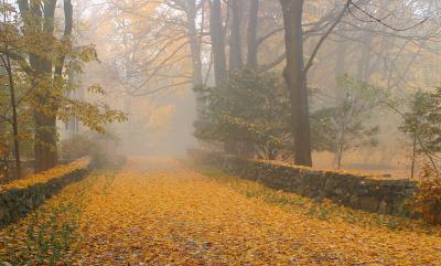 Yellow covered path in the fog