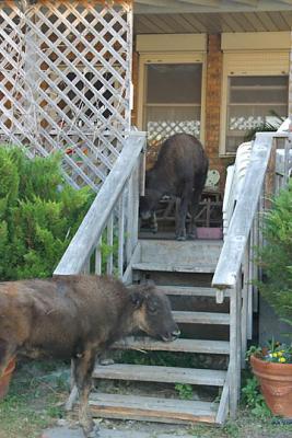 A Buffalo On The Porch