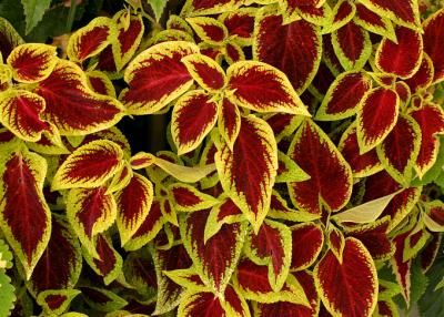 u33/ninadartworks/medium/21393733.multicolorleafs.jpg