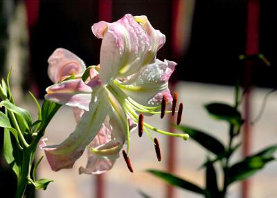 stargazer white lily