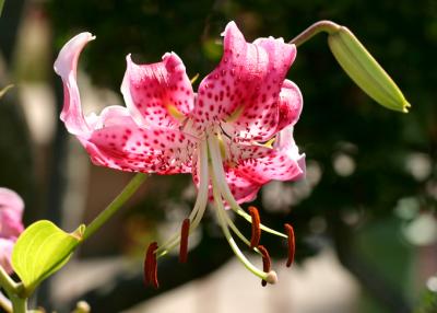 stargazer pink lily
