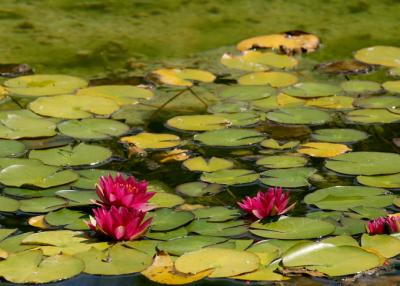 red lotus lily pond