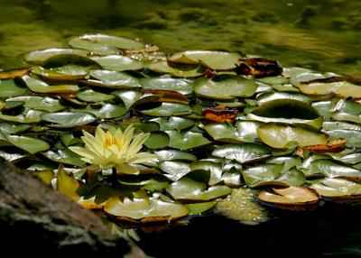 yellow lotus lily pond