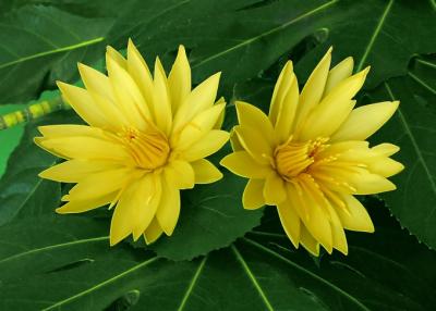Yellow lotuses
