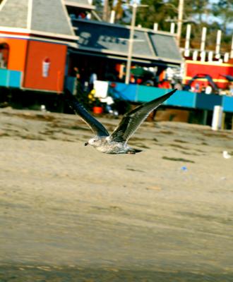 Flying seagul