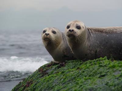 Seal Portraits