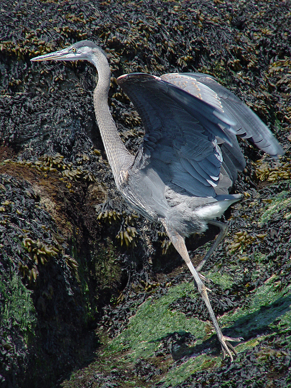Great Blue Heron