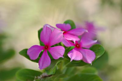 DSC_0579WildFlowerFxSh2_Sm.jpg