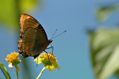 DSC_0609ButterflyFxSh2_Sm.jpg