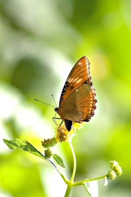 DSC_0671ButterflyFxSh2_Sm.jpg