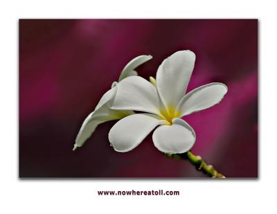 DSC_1015PlumeriaFxShMatLogo_Sm.jpg