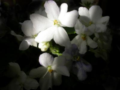 u33/nwblaw/medium/21290247.Flower0905.jpg