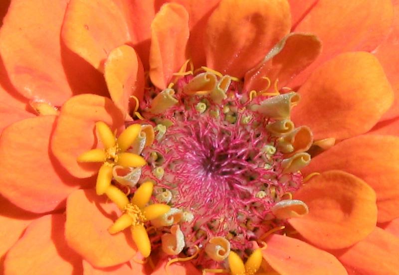 zinnia001.jpg