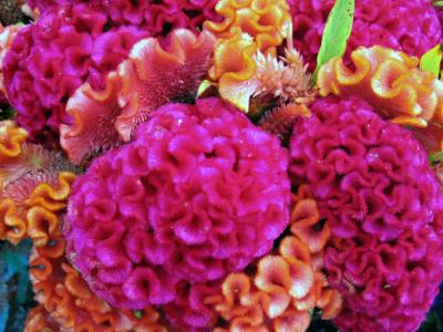 u33/nycnoise/medium/21694063.celosia1.jpg