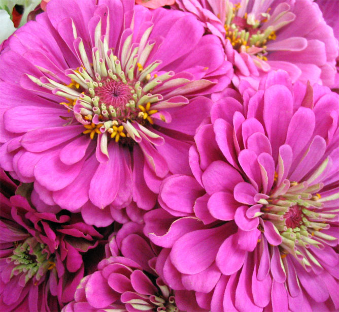 zinnia002.jpg
