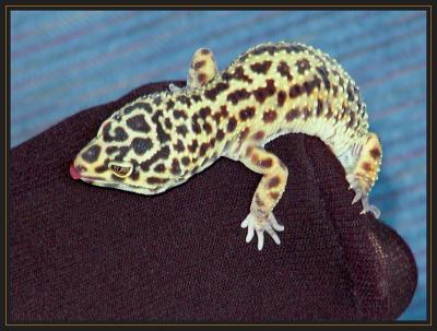 * Gecko Toesby RichardR