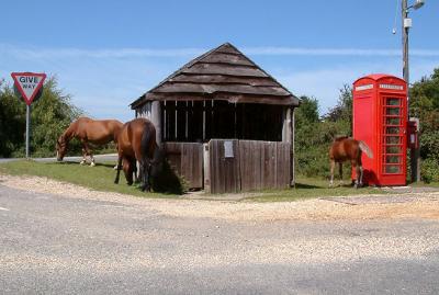 wild New Forest ponies