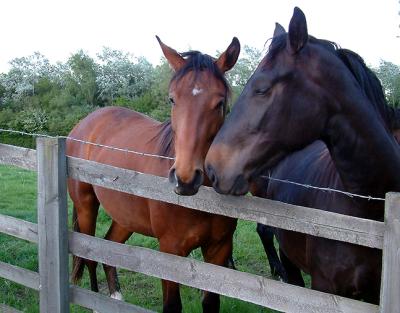 horses, Warwickshire