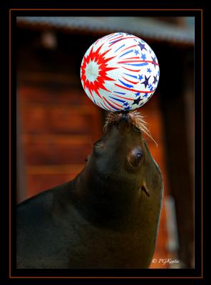 Seal.jpg