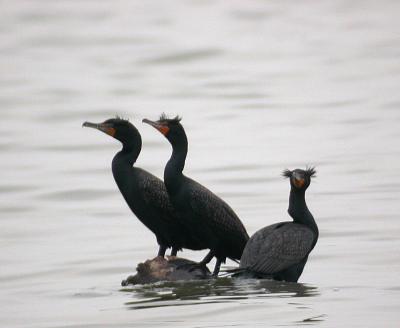 Double-Crested Cormorants off Belle Haven picnic area