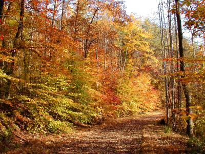 Fall color on Liming Lane