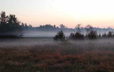 Morning mist in the meadow