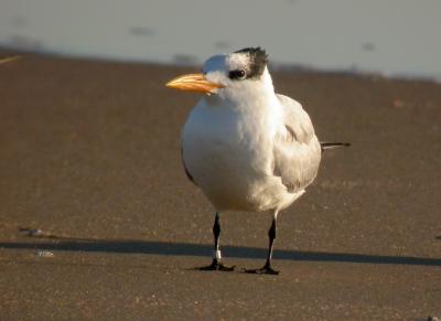 Royal Tern, Ocean City Inlet