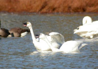 Tundra Swans, West Ocean City Pond