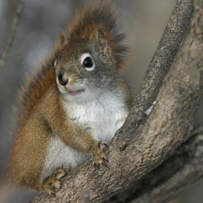 Squirrel in tree showing pink lip