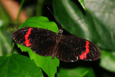 u33/pda_pin/medium/35700829.Butterfly_2175_7551.jpg