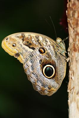 u33/pda_pin/medium/35700834.Butterfly_2175_7564.jpg