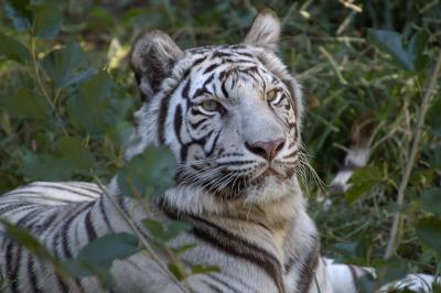 White Tiger 3.tif