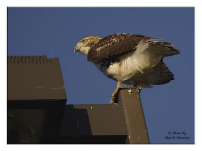 Hawk on a Light Pole