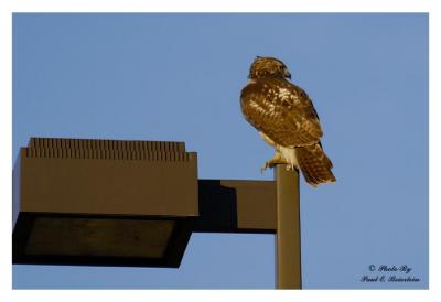 Hawk on a Light Pole