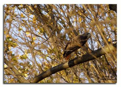 Red Tail Hawk