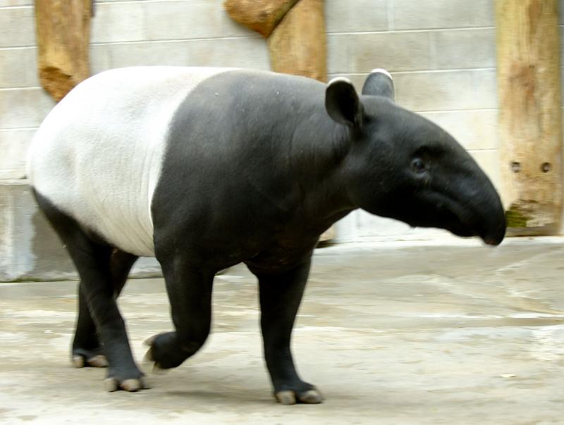 Malayan Tapir