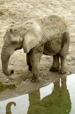 African Elephant, reflecting