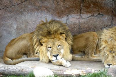 Lion, lazy
