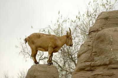 West Caucasian Tur Goat (Buddy)